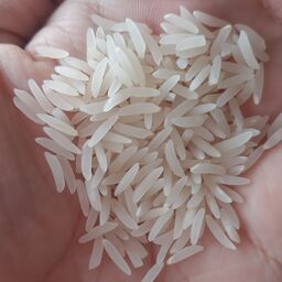 برنج فریدونکنار فجر  معطر  ( 5 کیلویی ) ناظری کناری ارسال رایگان