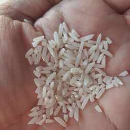 برنج فریدونکنار سرلاشه طارم محلی  ( 5 کیلویی ) ناظری کناری ارسال رایگان