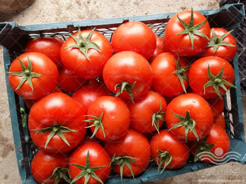 فروش بذر گوجه فرنگی کاردلن