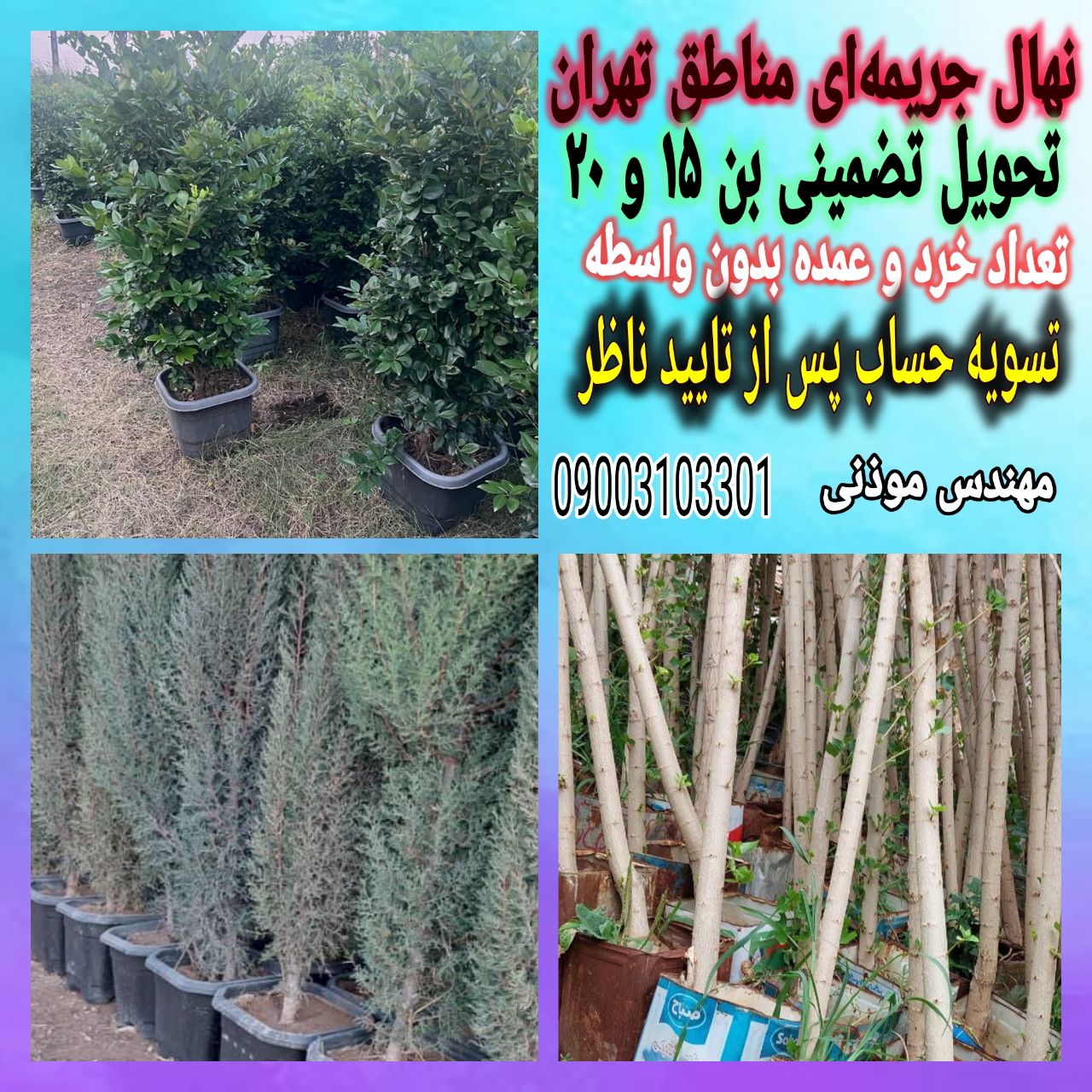 فروش انواع نهال درختان بن ١۵ و بالاتر - تهران