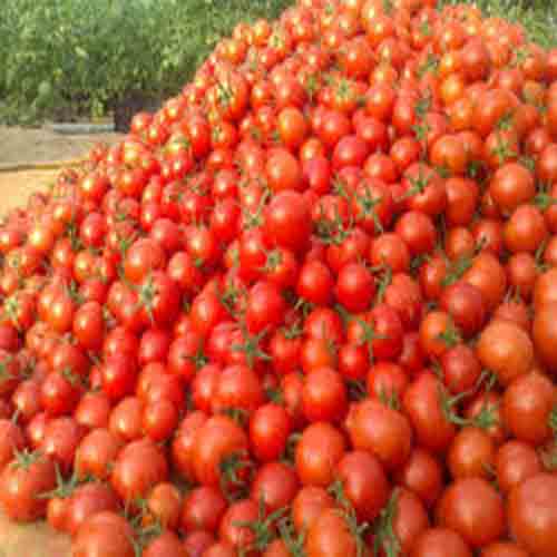  بذر گوجه فرنگی جم، فروش بذر گوجه فرنگی جم