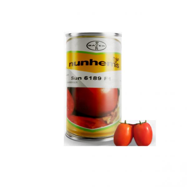  بذر گوجه فرنگی سانسید ۶۱۸۹،فروش بذر گوجه فرنگی سانسید ۶۱۸۹