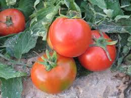  بذر گوجه فرنگی سوپر اوربانا ، فروش بذر گوجه فرنگی سوپر اوربانا