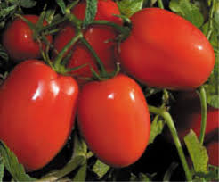  بذر گوجه فرنگی ضد ویروس فرمونت بایر بسیار پر بار،فروش بذرگوجه فرنگی فرمونت