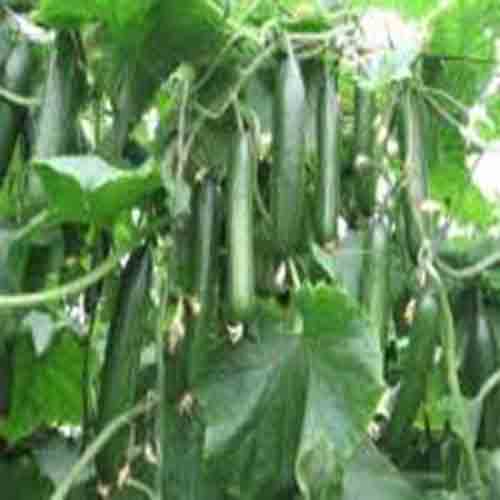 بذر خیار گلخانه ای هیبرید باراکودا ، فروش بذر خیار گلخانه ای هیبرید باراکودا