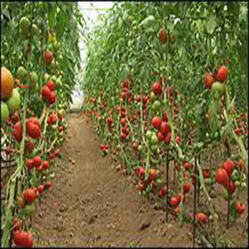  بذر گوجه گلخانه ای داربستی کاردلن ، فروش بذر گوجه گلخانه ای داربستی کاردلن